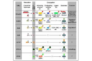 Conjugation pathways for ubiquitin and ubiquitin-like m(UBLs). (SKP1 antibody  (C-Term))