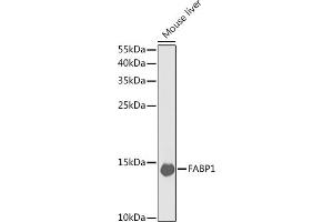 Western blot analysis of extracts of mouse liver, using F antibody (ABIN6131636, ABIN6140414, ABIN6140415 and ABIN6220935) at 1:1000 dilution. (FABP1 antibody  (AA 1-127))