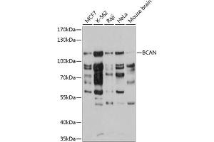 Western blot analysis of extracts of various cell lines, using BCAN antibody  at 1:3000 dilution. (BCAN antibody  (AA 762-911))