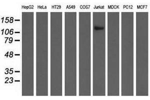 Image no. 2 for anti-Microtubule Associated Monoxygenase, Calponin and LIM Domain Containing 1 (MICAL1) antibody (ABIN1499462) (MICAL1 antibody)