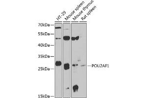 Western blot analysis of extracts of various cell lines, using POU2 antibody (ABIN6131407, ABIN6145978, ABIN6145979 and ABIN6222407) at 1:1000 dilution. (POU2AF1 antibody  (AA 1-256))