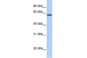 Western Blot showing ZBTB26 antibody used at a concentration of 1-2 ug/ml to detect its target protein.