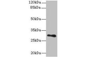 Western blot All lanes: TMEM176B antibody at 8 μg/mL + Human placenta tissue Secondary Goat polyclonal to rabbit IgG at 1/10000 dilution Predicted band size: 30, 26 kDa Observed band size: 30 kDa (TMEM176B antibody  (AA 1-64))