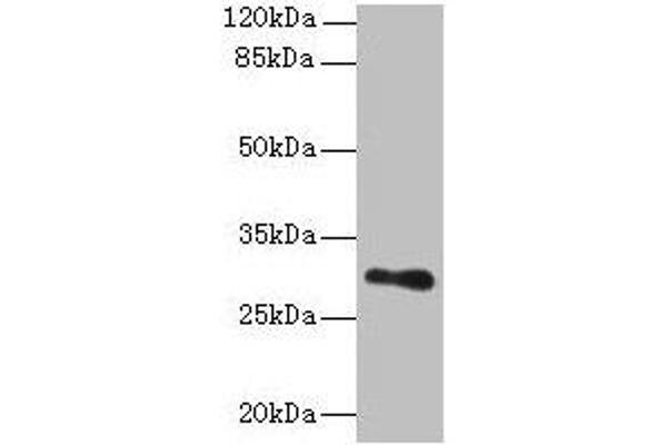 TMEM176B anticorps  (AA 1-64)