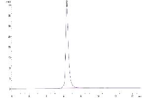 The purity of Human MMP-9 is greater than 95 % as determined by SEC-HPLC.