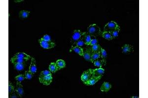 Immunofluorescent analysis of HepG2 cells using ABIN7163904 at dilution of 1:100 and Alexa Fluor 488-congugated AffiniPure Goat Anti-Rabbit IgG(H+L) (HMBS antibody  (AA 283-330))