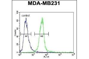 MYOZ1 Antibody (Center) (ABIN651441 and ABIN2840243) flow cytometric analysis of MDA-M cells (right histogram) compared to a negative control cell (left histogram). (Myozenin 1 antibody  (AA 40-69))