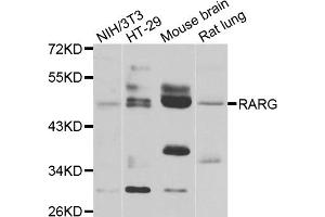 Western blot analysis of extracts of various cell lines, using RARG antibody (ABIN5975541) at 1/1000 dilution. (Retinoic Acid Receptor gamma antibody)