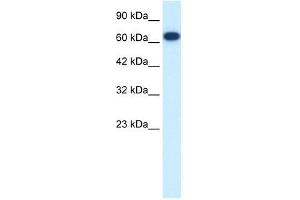 FLJ37300 antibody used at 0. (KIF19 antibody  (N-Term))