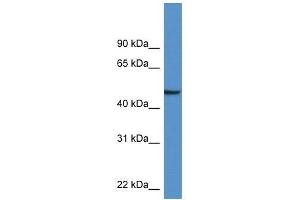 Western Blot showing Nptx1 antibody used at a concentration of 1. (NPX1 antibody  (Middle Region))