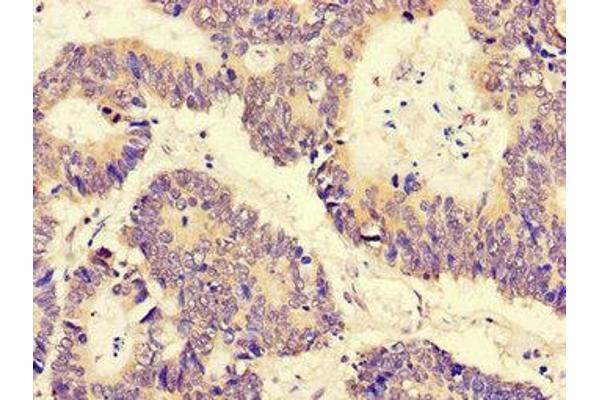 PGAM5 antibody  (AA 30-223)