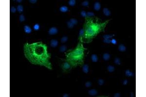 Anti-PFKP mouse monoclonal antibody (ABIN2455338) immunofluorescent staining of COS7 cells transiently transfected by pCMV6-ENTRY PFKP (RC200673). (PFKP antibody)