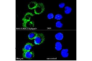(ABIN184887) Immunofluorescence analysis of paraformaldehyde fixed U937 cells immobilized on ShifixTM coverslip, permeabilized with 0. (NLRP3 antibody  (C-Term))