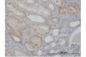 Immunoperoxidase of purified MaxPab antibody to CTSH on formalin-fixed paraffin-embedded human kidney.