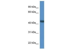 Western Blot showing PNMA6A antibody used at a concentration of 1-2 ug/ml to detect its target protein. (PNMA6A antibody  (N-Term))