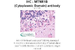 Image no. 1 for anti-Melatonin Receptor 1B (MTNR1B) (3rd Cytoplasmic Domain) antibody (ABIN1737117)
