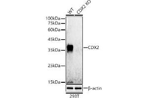 Western blot analysis of extracts from wild type(WT) and CDX2 knockout (KO) 293T cells, using CDX2 antibody  at 1:500 dilution. (CDX2 antibody)