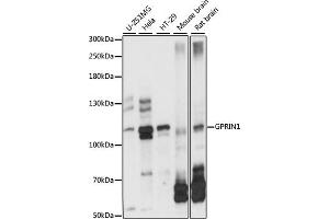 Western blot analysis of extracts of various cell lines, using GPRIN1 antibody (ABIN7267289) at 1:1000 dilution. (GPRIN1 antibody  (AA 1-300))