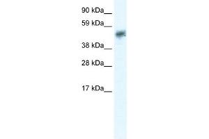 WB Suggested Anti-SIRT2 Antibody Titration:  0. (SIRT2 antibody  (N-Term))