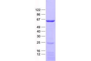 Validation with Western Blot (Keratin 26 Protein (KRT26) (His tag))