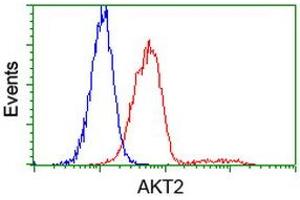 Image no. 4 for anti-V-Akt Murine Thymoma Viral Oncogene Homolog 2 (AKT2) antibody (ABIN1496565) (AKT2 antibody)