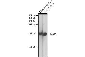 Western blot analysis of extracts of various cell lines, using FABPI antibody (ABIN3022261, ABIN3022262, ABIN1512888 and ABIN6218702) at 1:500 dilution.