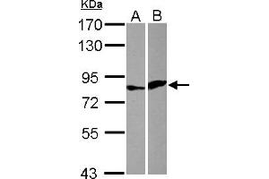 Western Blotting (WB) image for anti-E74 like ETS transcription factor 4 (Elf4) (AA 60-323) antibody (ABIN1498004) (Elf4 antibody  (AA 60-323))