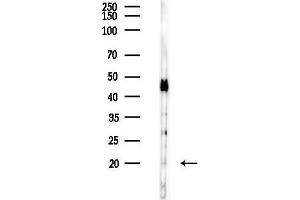 anti-Fas Apoptotic Inhibitory Molecule (FAIM) (Internal Region) antibody