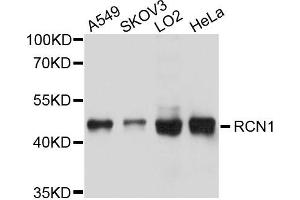 Western blot analysis of extracts of various cells, using RCN1 antibody. (RCN1 antibody)