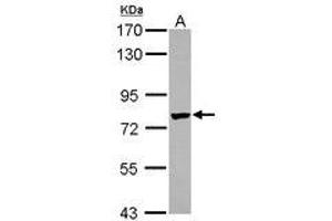 Image no. 1 for anti-Leucine Rich Repeat Containing 4C (LRRC4C) (AA 410-640) antibody (ABIN1499204)