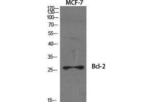 Western Blot (WB) analysis of specific cells using Bcl-2 Polyclonal Antibody. (Bcl-2 antibody  (Ser168, Ser170))