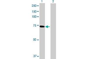 Western Blot analysis of SNX33 expression in transfected 293T cell line by SNX33 MaxPab polyclonal antibody. (SNX33 antibody  (AA 1-574))