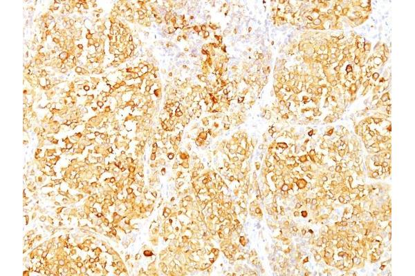 MLANA antibody