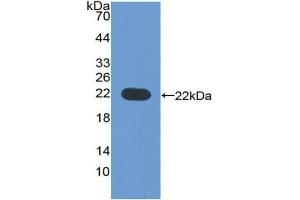 Western Blotting (WB) image for anti-Cytochrome P450, Family 3, Subfamily A, Polypeptide 4 (CYP3A4) (AA 344-497) antibody (ABIN7435469)
