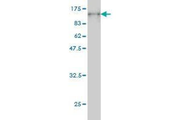 PCDHB16 antibody  (AA 1-776)