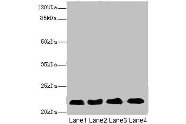 CRIP2 antibody  (AA 1-208)