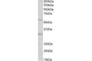 ABIN1590143 (2µg/ml) staining of Human Placenta lysate (35µg protein in RIPA buffer). (IGFBPI antibody  (AA 156-170))