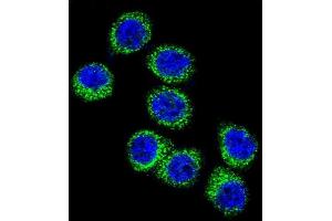 Immunofluorescence (IF) image for anti-Fatty Acid Synthase (FASN) (AA 942-973) antibody (ABIN391654)
