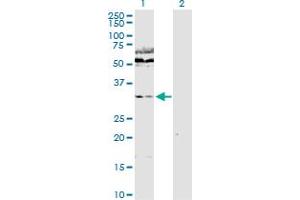 Western Blot analysis of WDR77 expression in transfected 293T cell line by WDR77 MaxPab polyclonal antibody.