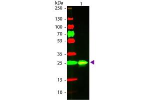 Western Blot of Goat anti-GST Texas Red Conjugated Secondary Antibody. (GST antibody  (Texas Red (TR)))