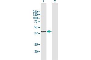 Western Blot analysis of USF2 expression in transfected 293T cell line by USF2 MaxPab polyclonal antibody. (USF2 antibody  (AA 1-346))
