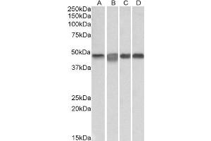 ABIN5539741 (0. (MEK2 antibody  (Internal Region))