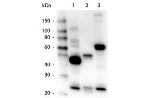 Image no. 1 for Goat anti-Human IgG (Whole Molecule) antibody (HRP) (ABIN300458) (Goat anti-Human IgG (Whole Molecule) Antibody (HRP))