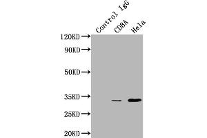 Western Blotting (WB) image for anti-CD8a Molecule (CD8A) antibody (ABIN7127409)