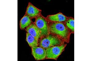 Immunofluorescence analysis of Hela cells using CD99 mouse mAb (green). (CD99 antibody  (AA 1-185))