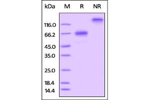 SDS-PAGE (SDS) image for Tumor Necrosis Factor Receptor Superfamily, Member 4 (TNFRSF4) (AA 20-210) protein (Fc Tag) (ABIN5526610)