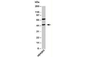Western blot testing of human samples with ATG4B antibody at 4ug/ml. (ATG4B antibody  (N-Term))