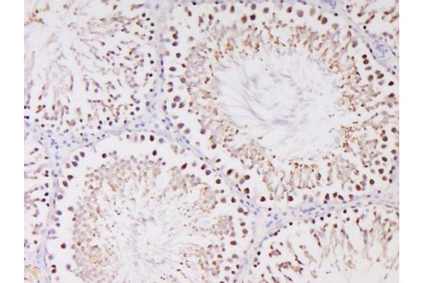CCDC39 antibody  (AA 651-750)