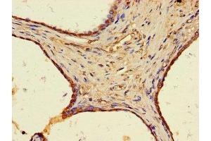 WAP Four-Disulfide Core Domain 8 (WFDC8) (AA 44-94) antibody