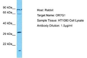 Host: Rabbit Target Name: OR7G1 Sample Type: HT1080 Whole Cell lysates Antibody Dilution: 1. (OR7G1 antibody  (C-Term))
